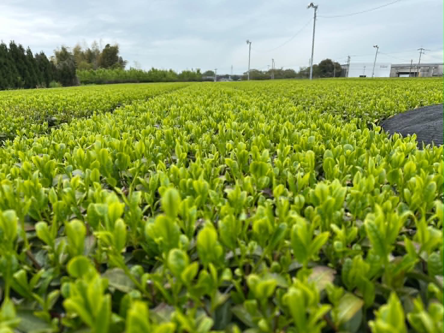 Fresh spring tea buds, vivid and backlit, filling the frame — photographed at origin.