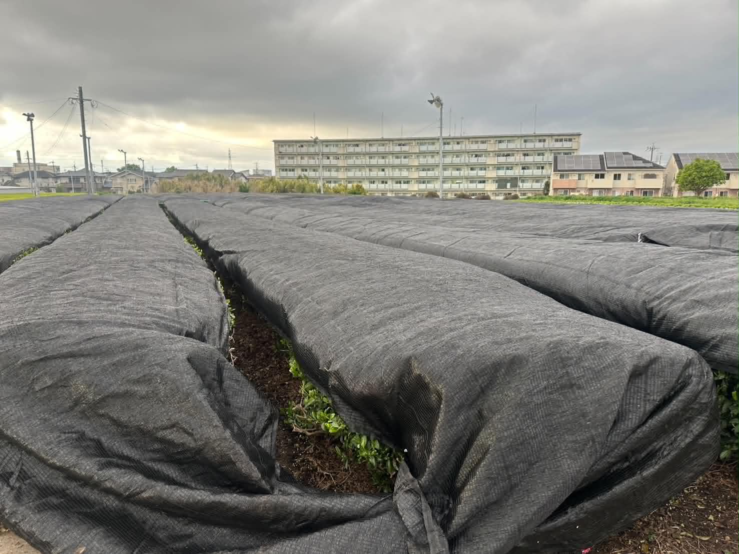 Rows of tea sleeping under black shade cloth in the weeks before picking — photographed at origin.