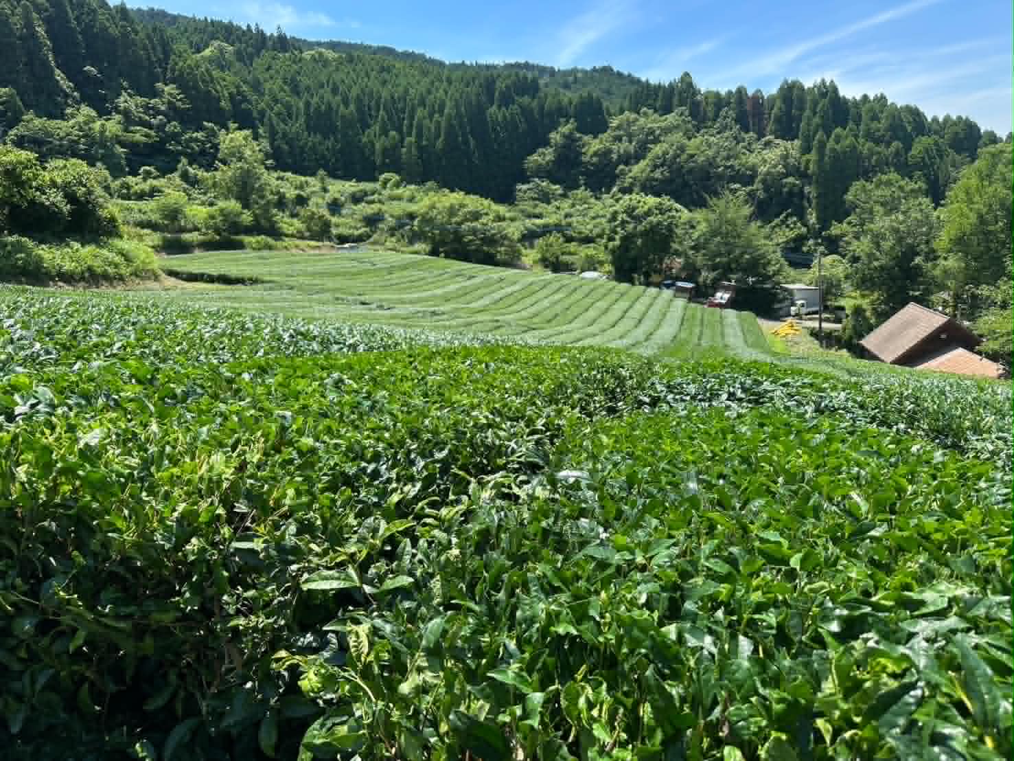 Terraced rows of tea running down a mountain valley, cedar forest above — photographed at origin.